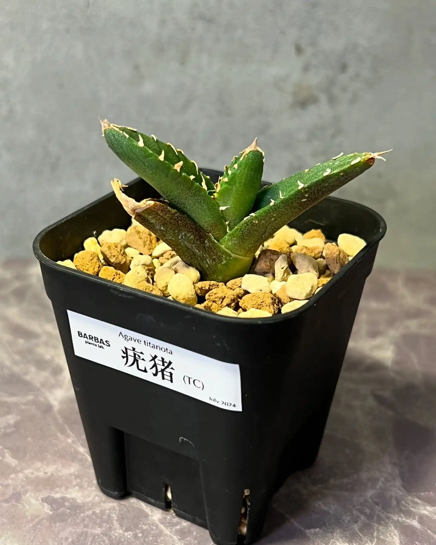 アガベ専門店 BARBAS Plants Lab.