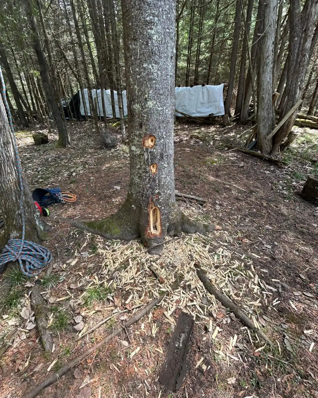 Jonathan Smith
ISA certified arborist ON-3201A
Removal of a very tall skinny dead Fir. Client request was to be as careful as possible to all trees in close proximity and if possible do no damage to any surrounding trees. It was an absolute great day and even better climb with not a single branch or any trees being damaged with the full removal of this tall dead tree.
Call, text or email to book your free estimate today. We take extreme pride in the work we provide. If you have a dangerous or hazardous tree, it will be made a priority and booked immediately. Fully insured, family owned and operated.
• Tree Removals
• Tree Trimming & Pruning
• Tree Cabling
• Hedge Trimming and Removal
• Brush Chipping & Storm Clean up
• Emergency Storm Services
Ottawa & Surrounding Area • Stormont, Dundas and Glengarry • North Grenville & Surrounding Area • Drummond/North Elmsley Area
Email: AzerothTreeService@gmail.com
Phone: 613-805-8719
#localbusiness #familybusiness #arborist #smallbusiness #treecare #azerothtreeservice #treelife #lovewhatyoudo #northdundas #treeclimber #treeservice #stihlchainsaw #stihl #treeremoval #treecutting