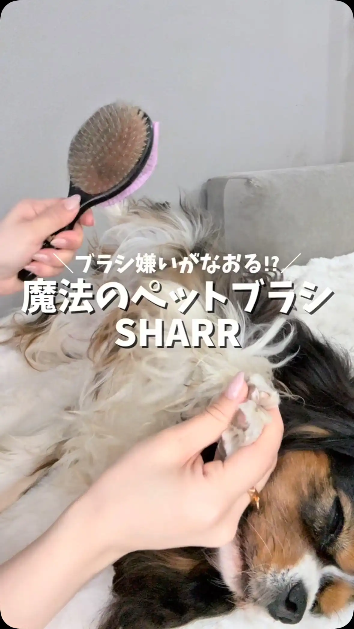 Magical Pet Brush SHARR – NENE's store Japan
