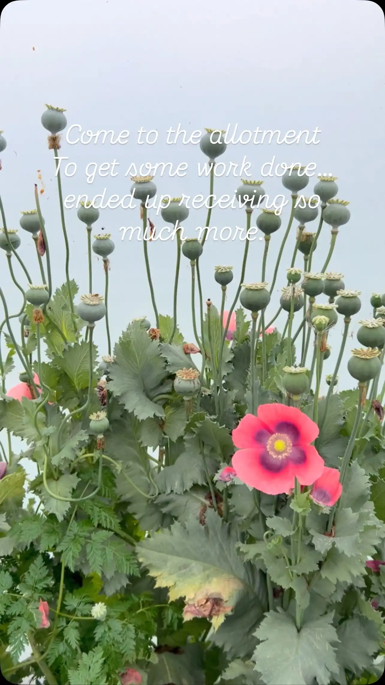 #allotment #transformation #medicine #canalizacion #transformación