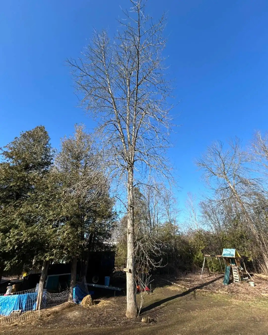 Jonathan Smith
ISA certified arborist ON-3201A
Removal of crispy dead Ash directly above septic tank. Client requested that we leave the trunk high enough to be used as a clothesline. Absolutely great day with even better weather.
Call, text or email to book your free estimate today. We take extreme pride in the work we provide. If you have a dangerous or hazardous tree, it will be made a priority and booked immediately. Fully insured, family owned and operated.
• Tree Removals
• Tree Trimming & Pruning
• Tree Cabling (Cobra dynamic bracing system)
• Hedge Trimming and Removal
• Brush Chipping & Storm Clean up
• Emergency Storm Services
Ottawa & Surrounding Area • Stormont, Dundas and Glengarry • North Grenville & Surrounding Area • Drummond/North Elmsley Area
Email: AzerothTreeService@gmail.com
Phone: 613-805-8719
#localbusiness #familybusiness #arborist #smallbusiness #treecare #azerothtreeservice #treelife #lovewhatyoudo #northdundas #treeclimber #treeservice #stihlchainsaw #stihl #treeremoval #treecutting