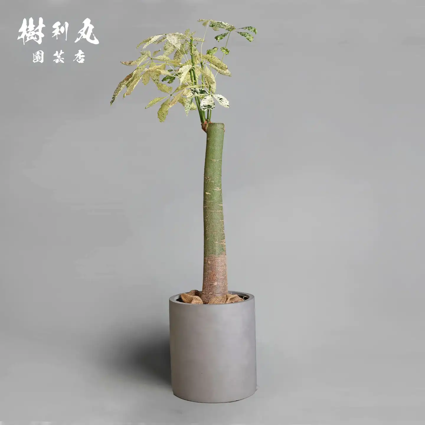 ボンバックス｜ 樹利丸 園芸店