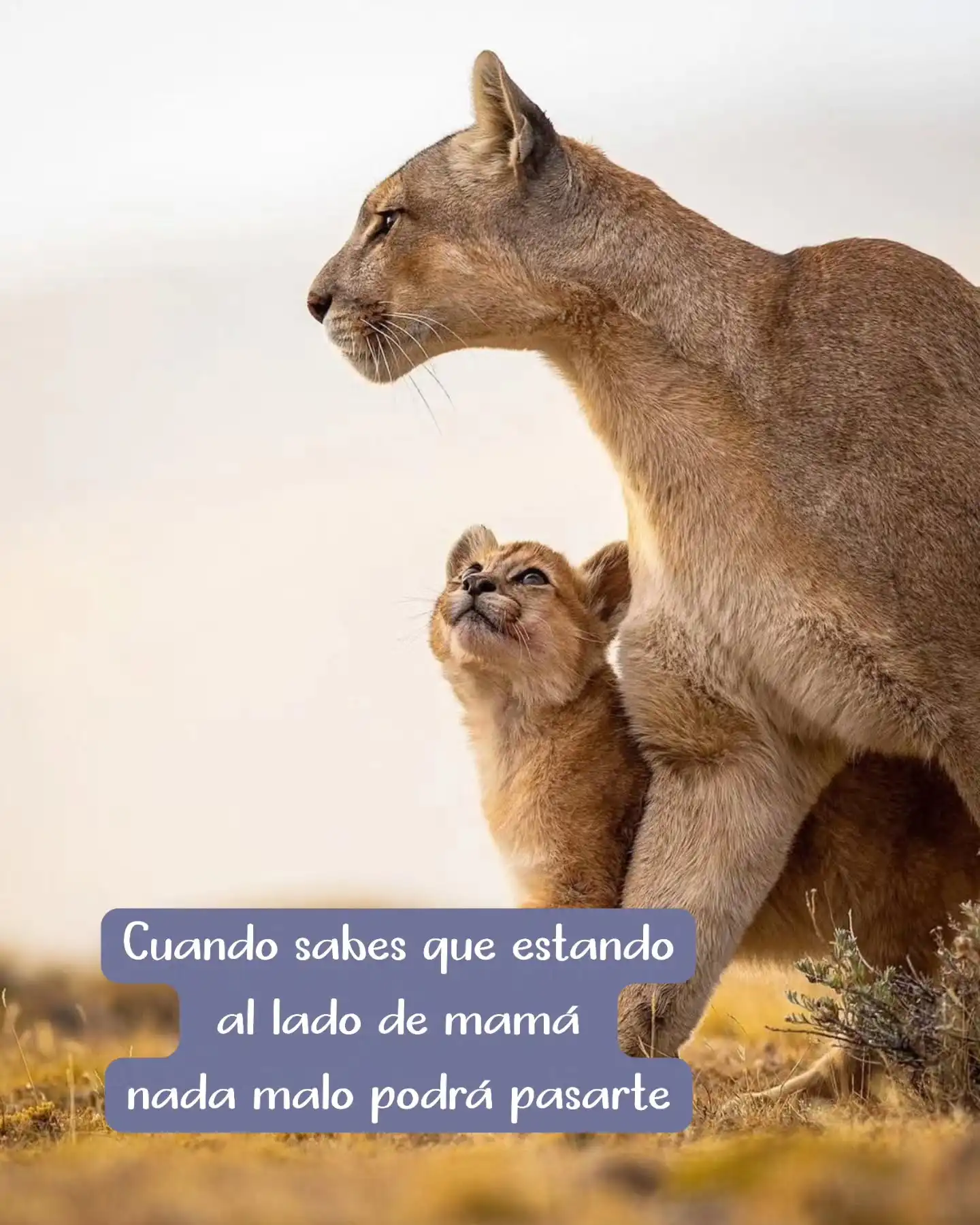 Una mirada de confianza, admiración y mucho amor! 

Esta es una hermosa foto de @razeidan.photo