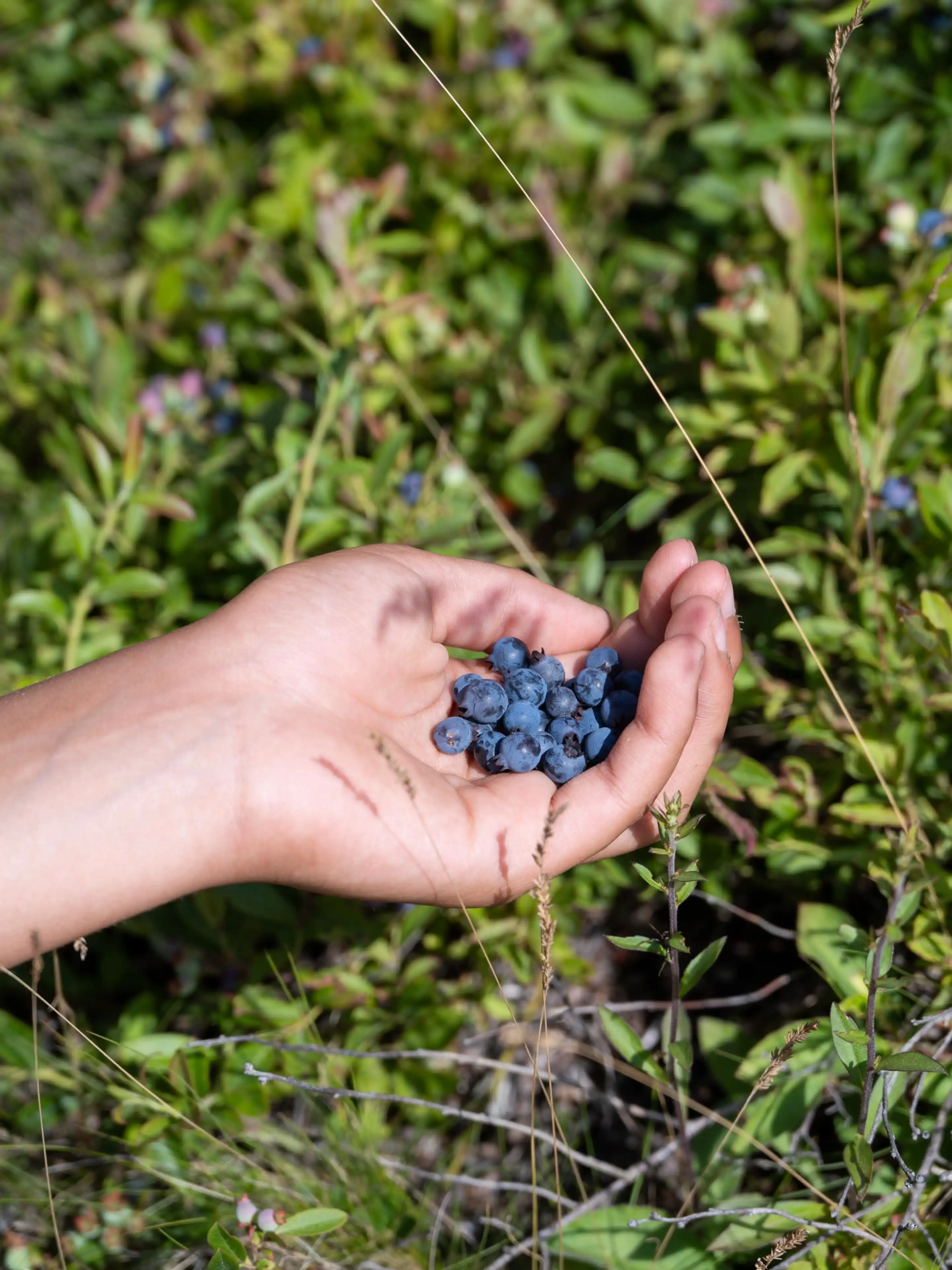 RETURNING SOON: Organic Hand-Raked Wild Blueberries (Frozen) - 5