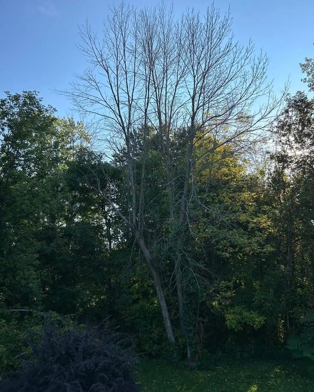 Jonathan Smith
ISA certified arborist ON-3201A
Call, text or email to book your free estimate today. We take extreme pride in the work we provide. If you have a dangerous or hazardous tree, it will be made a priority and booked immediately. Fully insured, family owned and operated.
• Tree Removals
• Tree Trimming & Pruning
• Tree Cabling (Cobra dynamic bracing system)
• Hedge Trimming and Removal
• Brush Chipping & Storm Clean up
• Emergency Storm Services
Ottawa & Surrounding Area • Stormont, Dundas and Glengarry • North Grenville & Surrounding Area • Drummond/North Elmsley Area
Email: AzerothTreeService@gmail.com
Phone: 613-805-8719
#localbusiness #familybusiness #arborist #smallbusiness #treecare #azerothtreeservice #treelife #lovewhatyoudo #northdundas #treeclimber #treeservice #stihlchainsaw #stihl #treeremoval #treecutting