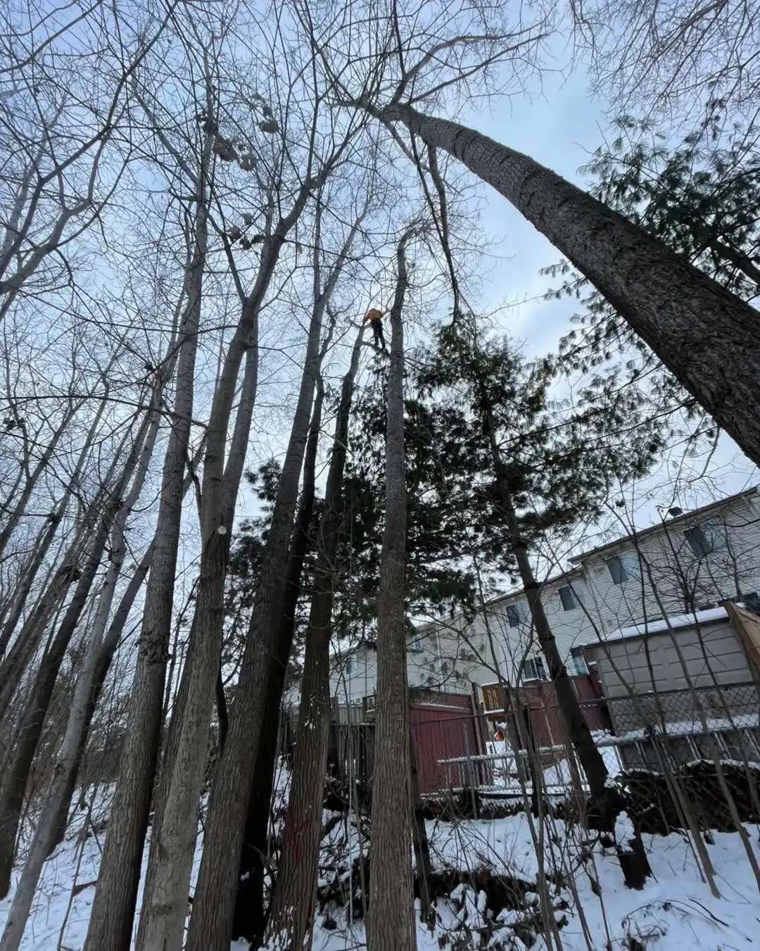 Jonathan Smith
ISA certified arborist ON-3201A
Removal of a tall skinny frost cracked poplar. Tree has a 10 foot vertical frost crack at the base of the tree with a heavy lean towards homes.
Ontario is bracing for a long-duration ice storm this weekend, with freezing rain, heavy snow, and ice pellets. The Ice could last up to 24+ hours, creating dangerous conditions for trees, power lines, and roadways. We are priced to work and are extremely competitive.
Call, text or email to book your free estimate today. We take extreme pride in the work we provide. If you have a dangerous or hazardous tree, it will be made a priority and booked immediately. Fully insured, family owned and operated.
• Tree Removals
• Tree Trimming & Pruning
• Tree Cabling (Cobra dynamic bracing system)
• Hedge Trimming and Removal
• Brush Chipping & Storm Clean up
• Emergency Storm Services
Ottawa & Surrounding Area • Stormont, Dundas and Glengarry • North Grenville & Surrounding Area • Drummond/North Elmsley Area
Email: AzerothTreeService@gmail.com
Phone: 613-805-8719
#localbusiness #familybusiness #arborist #smallbusiness #treecare #azerothtreeservice #treelife #lovewhatyoudo #northdundas #treeclimber #treeservice #stihlchainsaw #stihl #treeremoval #treecutting
