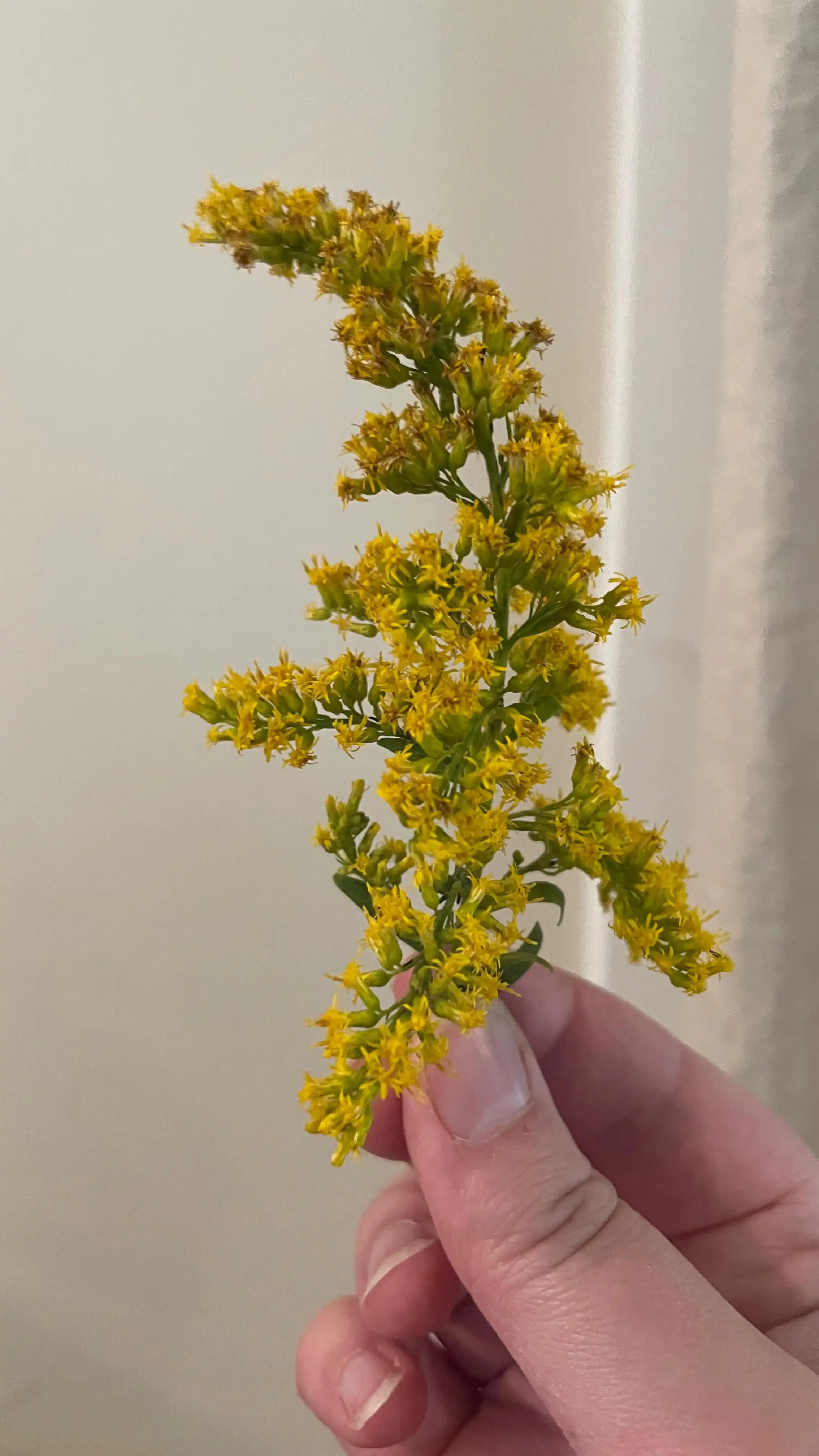 Goldenrod is your answer 🌾
Every early fall, goldenrod lights up the fields—and often gets wrongly blamed for allergy flare-ups. But guess what? Goldenrod isn’t the problem… it might be the solution.
Unlike ragweed (the real culprit), goldenrod’s pollen is too heavy to float through the air. And herbalists have long used it to ease allergy symptoms—clearing sinuses, calming histamine responses, and drying up that post-nasal drip.
✨ Next time you see those golden yellow blooms, think of them as allies, not enemies.
💛 Need some goldenrod for your own herbal medicine cabinet? Comment the word GOLDEN below and we’ll send you the link to our fresh plant goldenrod elixir, made with wildcrafted goldenrod when they are in peak bloom for maximum potency 💛
#herbalism #goldenrod #naturalallergysupport #plantwisdom #seasonalsupport #herbalallies #wildmedicine