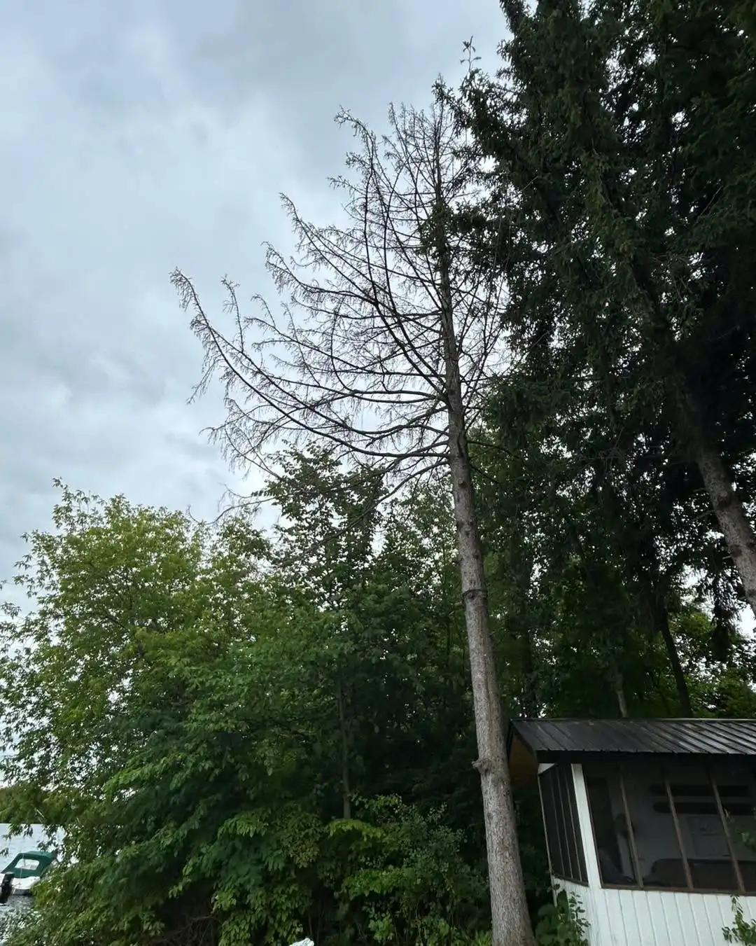 Jonathan Smith
ISA certified arborist ON-3201A
https://azerothtreeservice.com/
Call, text or email to book your free estimate today. We take extreme pride in the work we provide. If you have a dangerous or hazardous tree, it will be made a priority and booked immediately. Fully insured, family owned and operated.
• Tree Removals
• Tree Trimming & Pruning
• Tree Cabling (Cobra dynamic bracing system)
• Hedge Trimming and Removal
• Brush Chipping & Storm Clean up
• Emergency Storm Services
Ottawa & Surrounding Area • Stormont, Dundas and Glengarry • North Grenville & Surrounding Area • Drummond/North Elmsley Area
Email: AzerothTreeService@gmail.com
Phone: 613-805-8719
#localbusiness #familybusiness #arborist #smallbusiness #treecare #azerothtreeservice #treelife #lovewhatyoudo #northdundas #treeclimber #treeservice #stihlchainsaw #stihl #treeremoval #treecutting
Azeroth Tree Service 613-805-8719, ISA certified arborist ON-3201A, offers competitive pricing and free estimates.