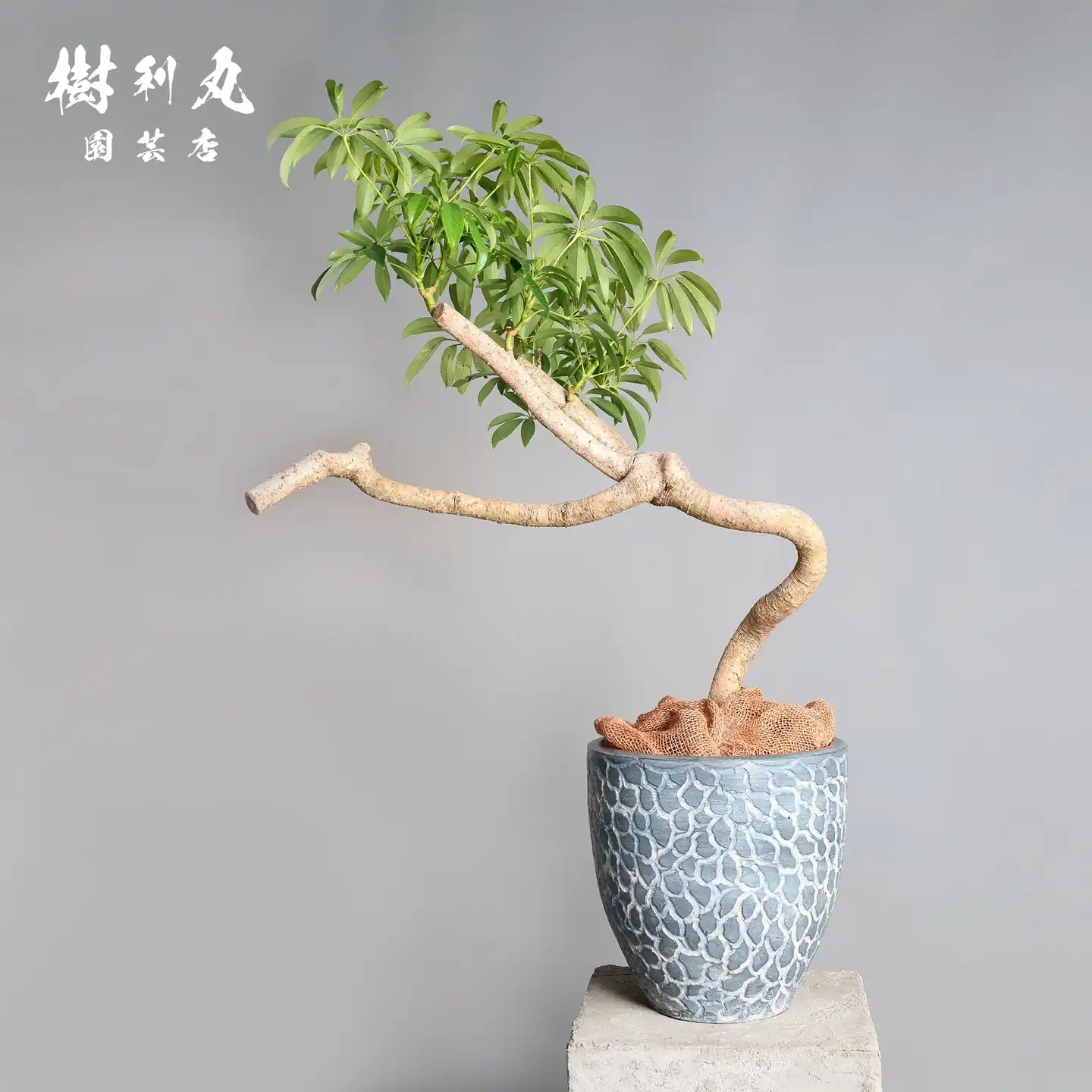 パキラ – 樹利丸 園芸店