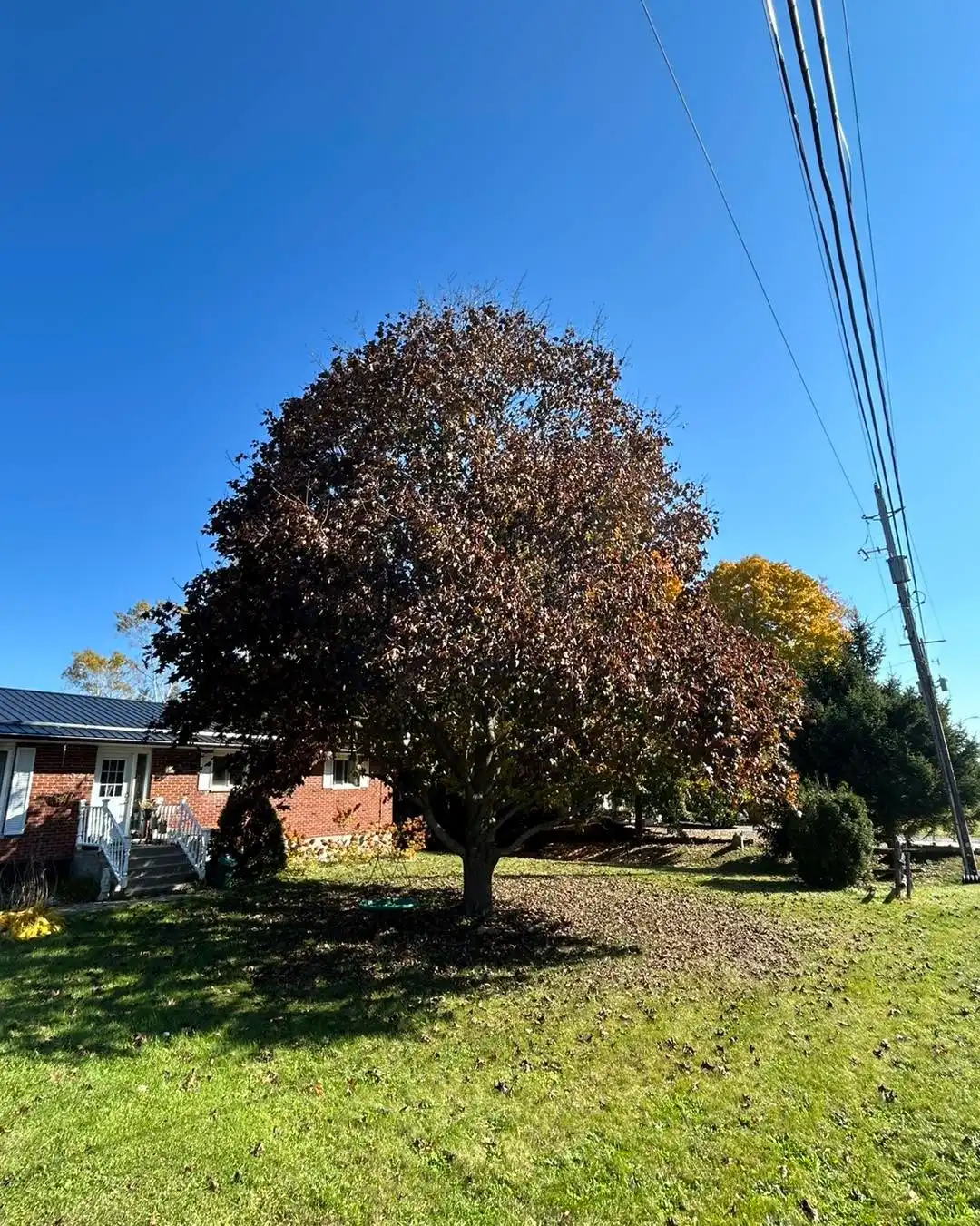 Jonathan Smith
ISA certified arborist ON-3201A
Large Crimson King Maple clean up. Focussing on improving structure and pruning away from the Hydro service lines.
Call, text or email to book your free estimate today. We take extreme pride in the work we provide. If you have a dangerous or hazardous tree, it will be made a priority and booked immediately. Fully insured, family owned and operated.
• Tree Removals
• Tree Trimming & Pruning
• Tree Cabling (Cobra dynamic bracing system)
• Hedge Trimming and Removal
• Brush Chipping & Storm Clean up
• Emergency Storm Services
Ottawa & Surrounding Area • Stormont, Dundas and Glengarry • North Grenville & Surrounding Area • Drummond/North Elmsley Area
Email: AzerothTreeService@gmail.com
Phone: 613-805-8719
#localbusiness #familybusiness #arborist #smallbusiness #treecare #azerothtreeservice #treelife #lovewhatyoudo #northdundas #treeclimber #treeservice #stihlchainsaw #stihl #treeremoval #treecutting