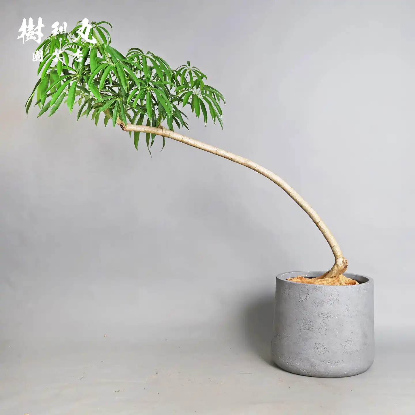 ボンバックス – 樹利丸 園芸店