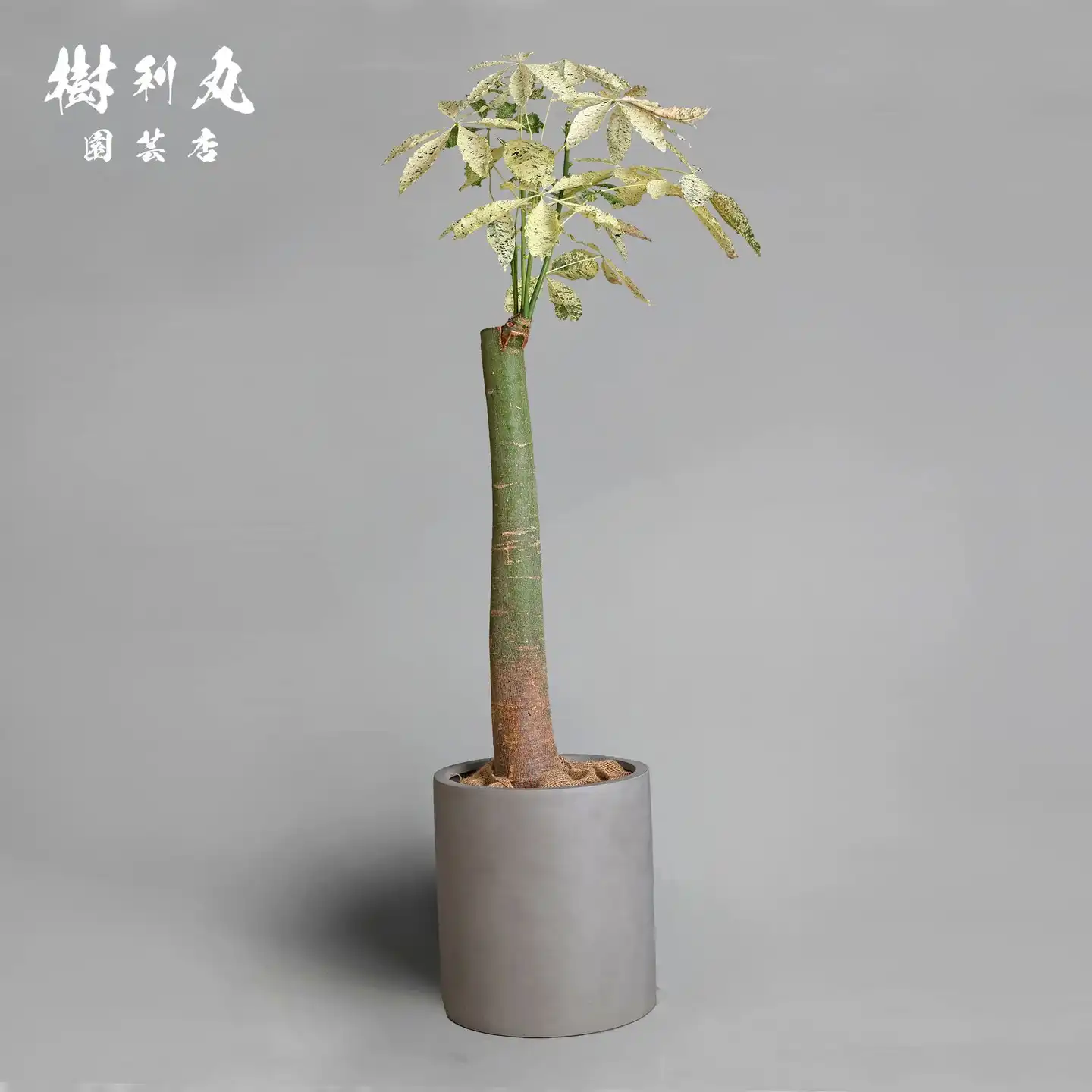 ボンバックス – 樹利丸 園芸店