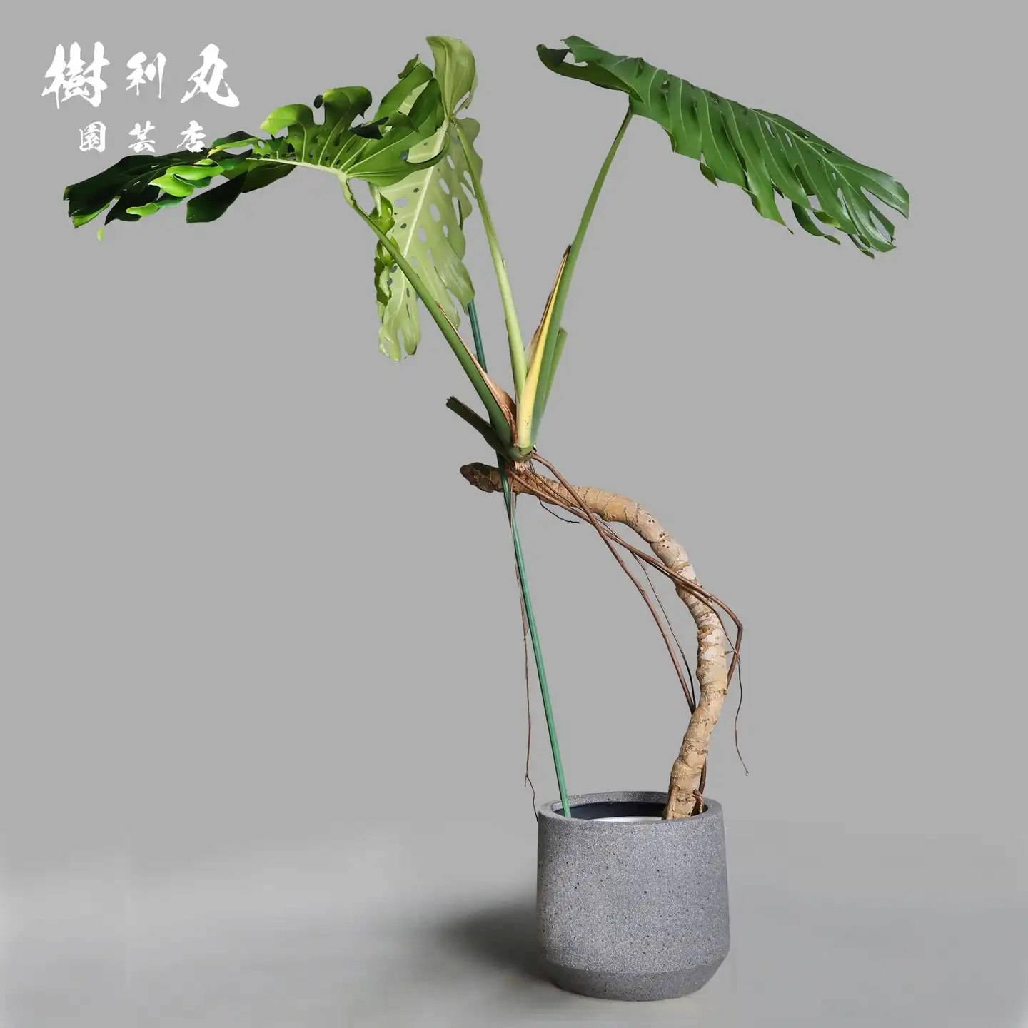 植物すごい！レモンでかい！八丈島産業祭に行ってきました｜ 樹利丸 園芸店