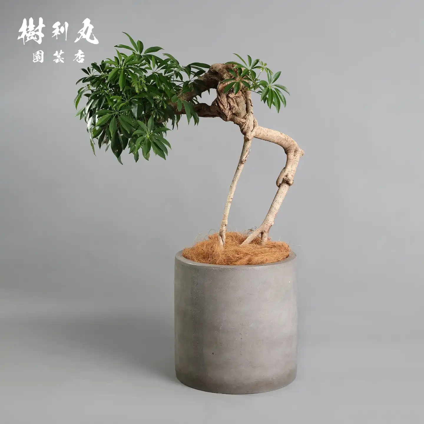 パキラの実　33個 パキラの実 33個