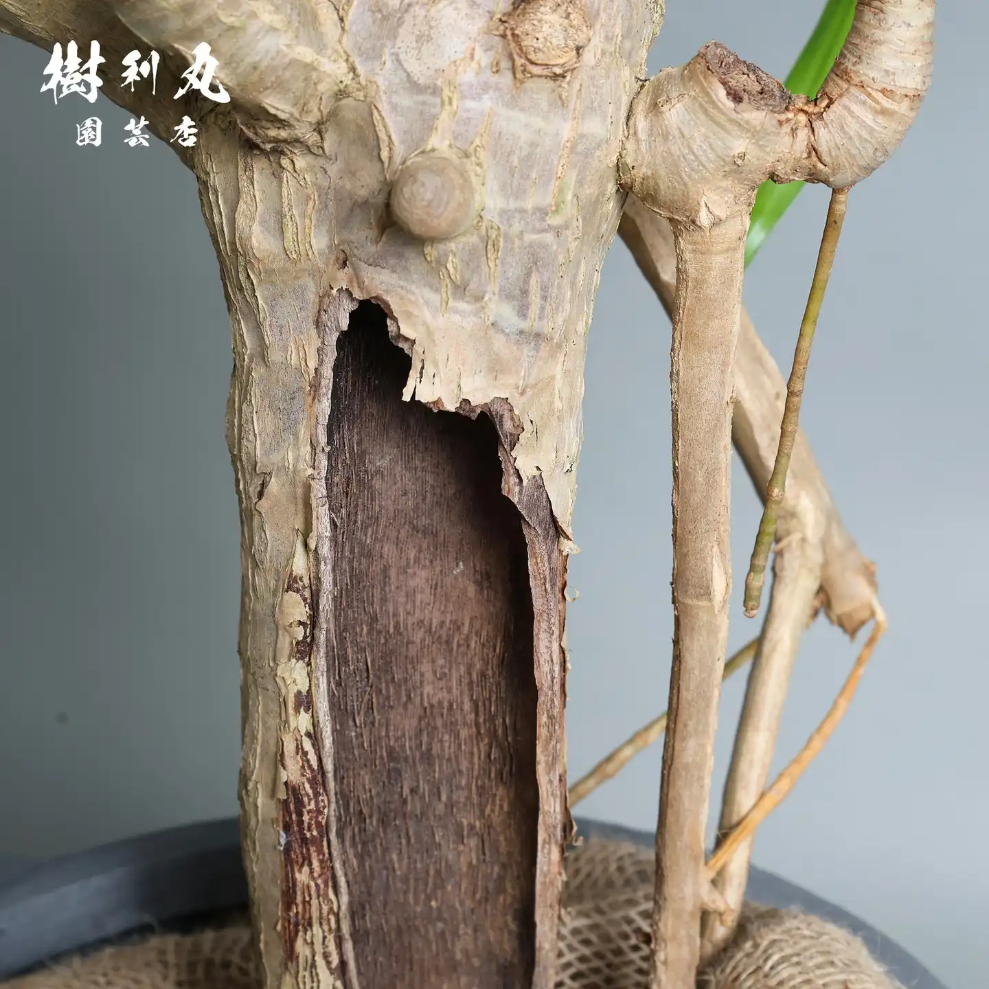 アガベ｜ 樹利丸 園芸店