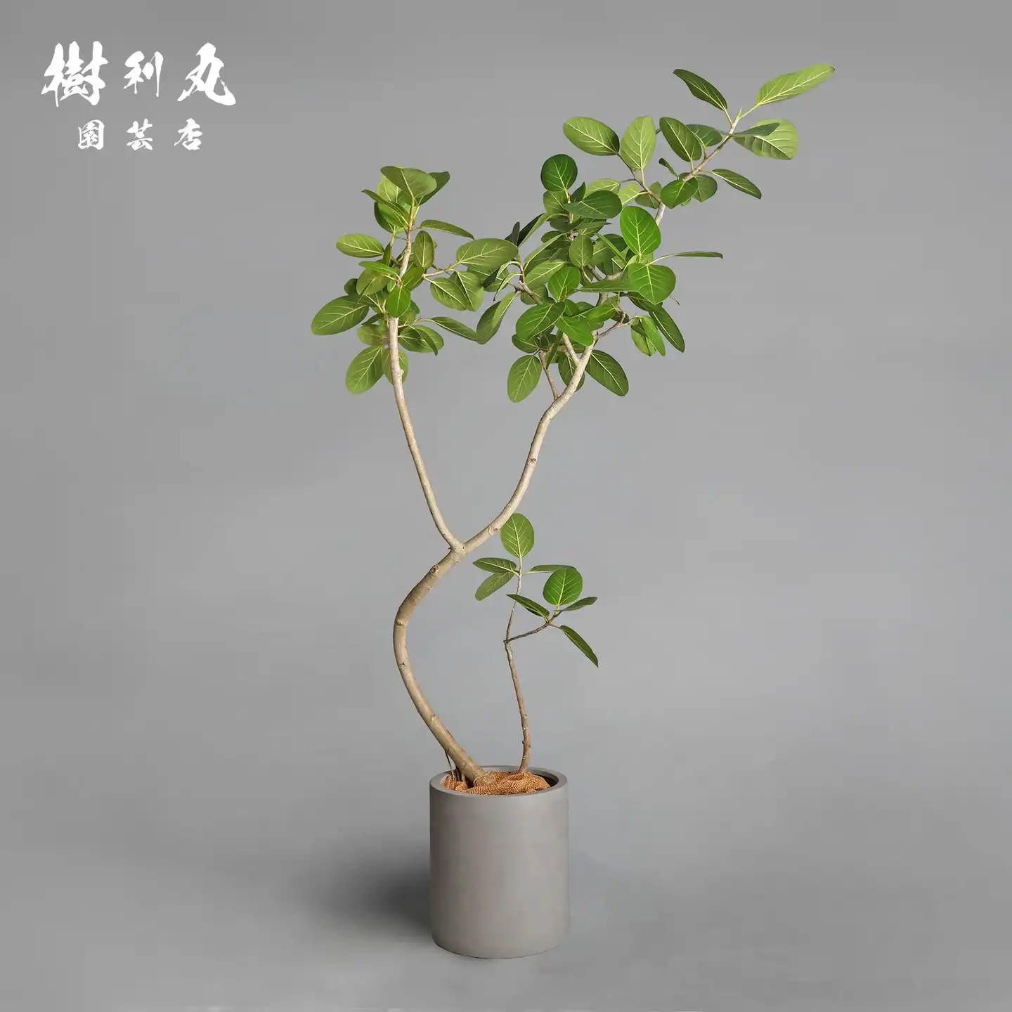 ボンバックス – 樹利丸 園芸店