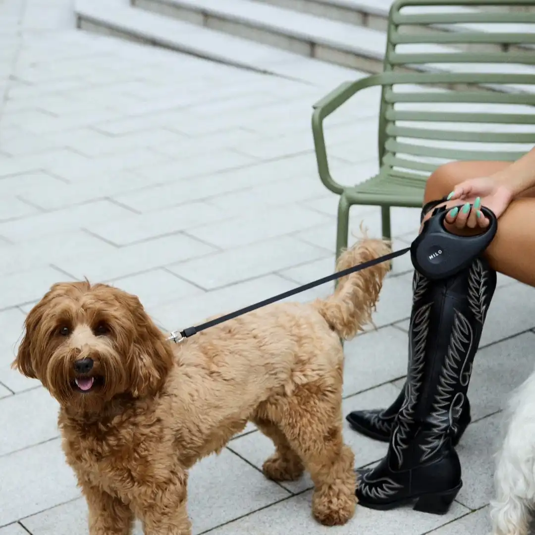 Milo Leash automatic minimalistic dog leash