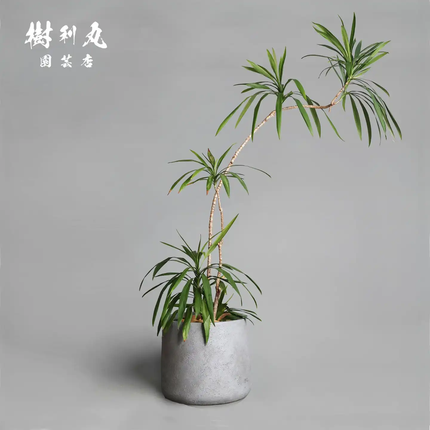 かわいいボンバックス まんまる仕立て かわいいボンバックス まんまる