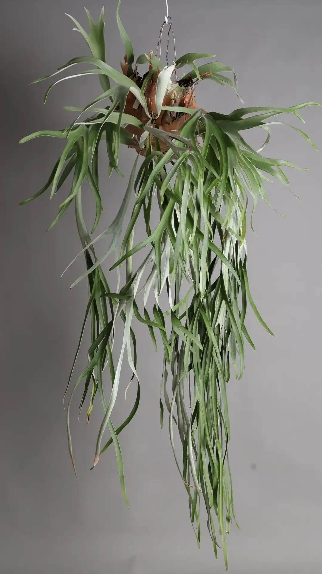 魅力満載！ビカクシダ（コウモリラン）の育て方｜品種ごとの特徴も紹介