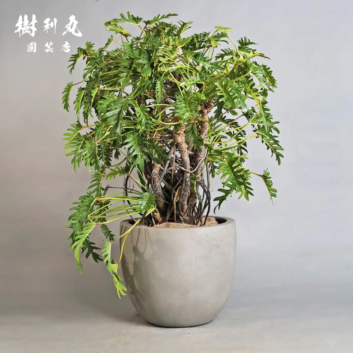 トックリラン｜ 樹利丸 園芸店