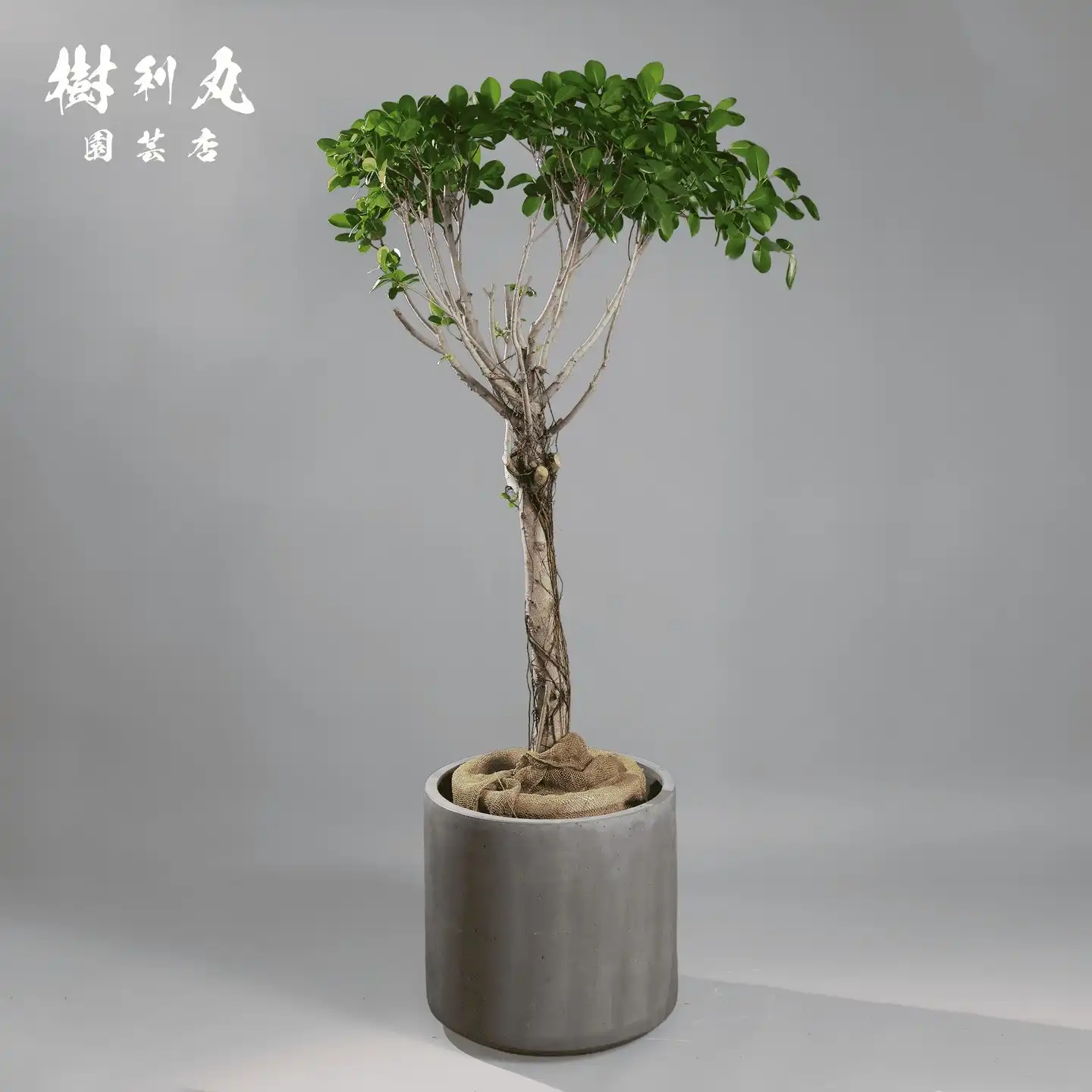 初めてでもできる！ガジュマルの育て方｜植え替えや挿し木の方法