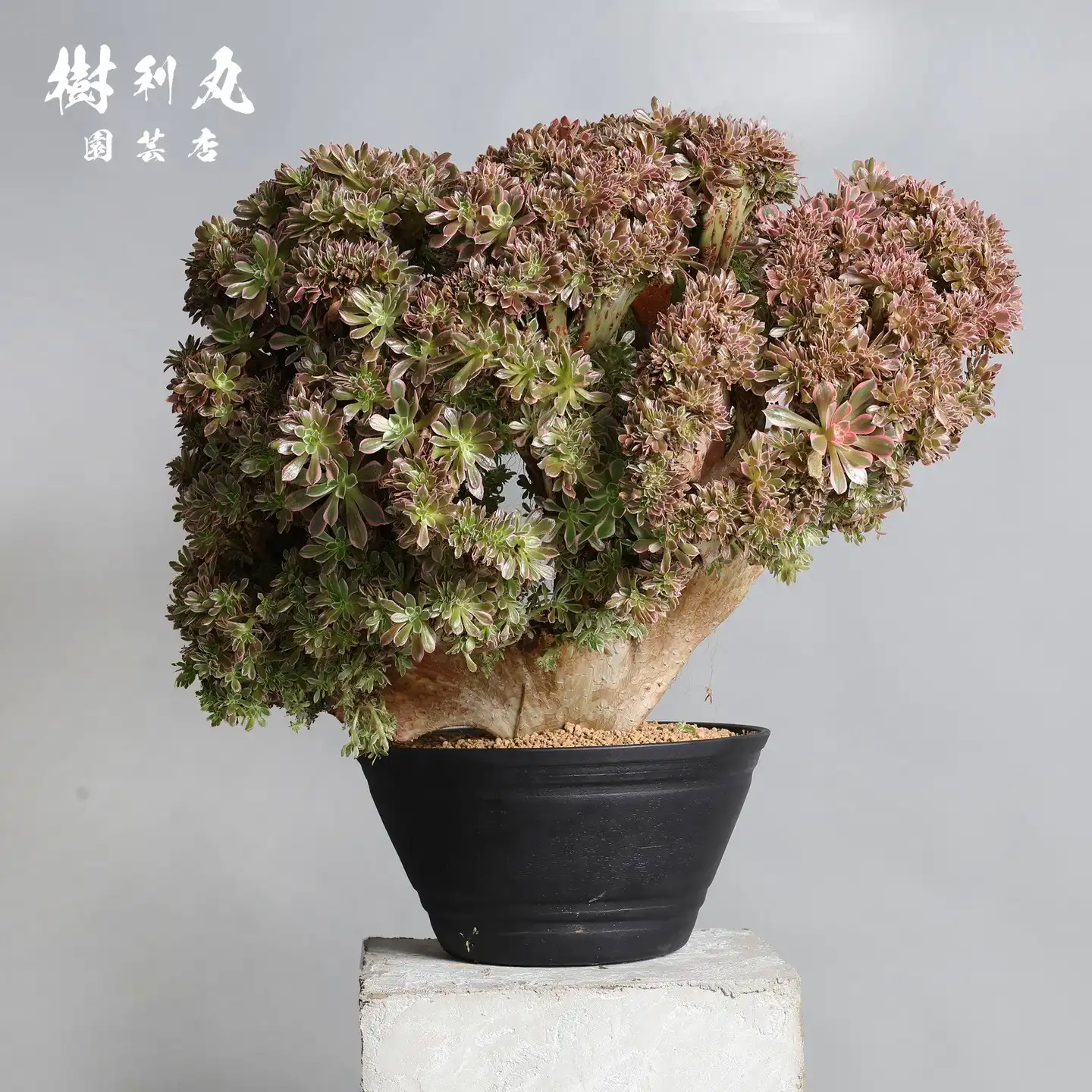 世にも珍しい⁉️ 2本立ちの こんにちは🌻関谷です🌞 フェニックスロベレニー No.6744-E フェニックスロベレニー✨✨ その他観葉植物