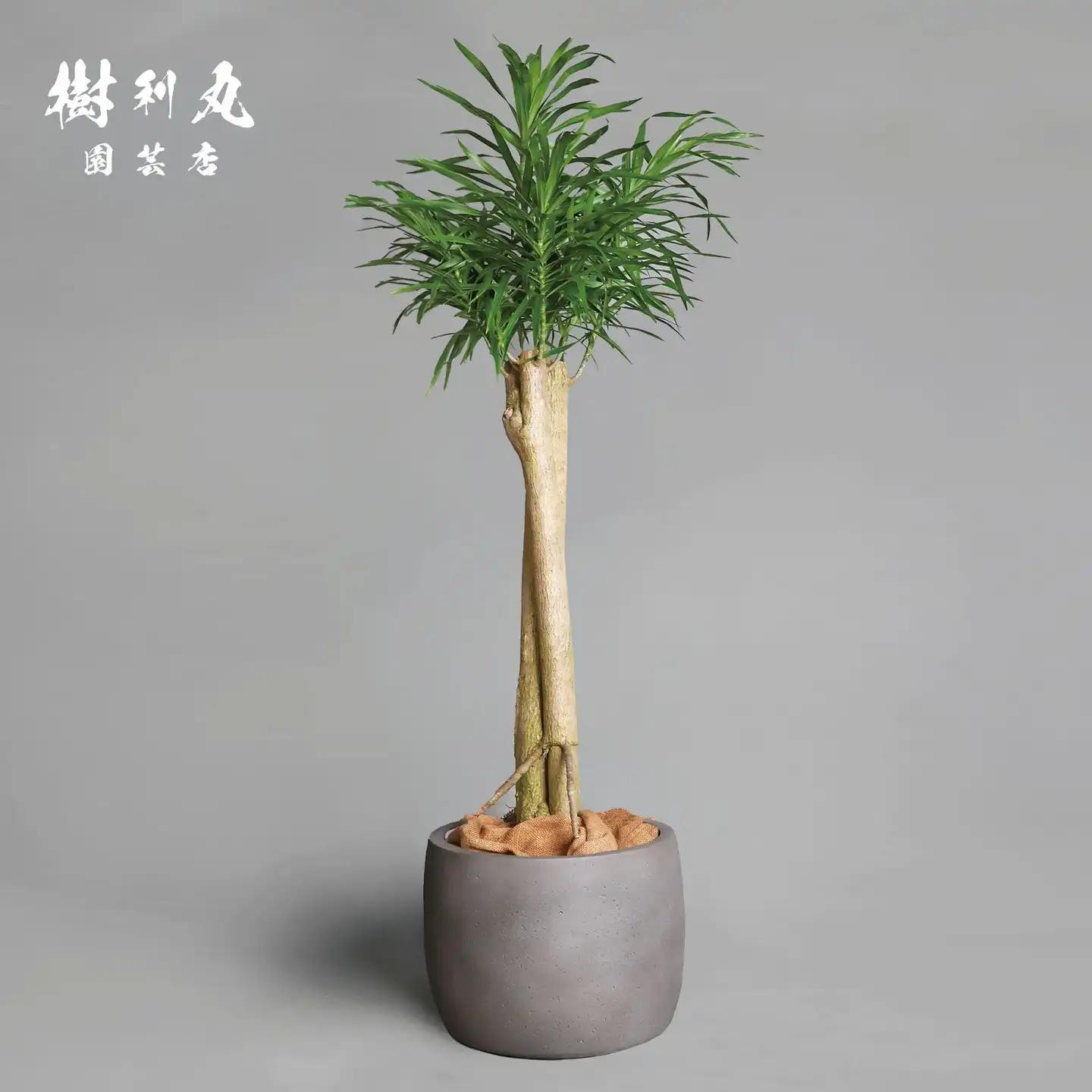 ボンバックス – 樹利丸 園芸店