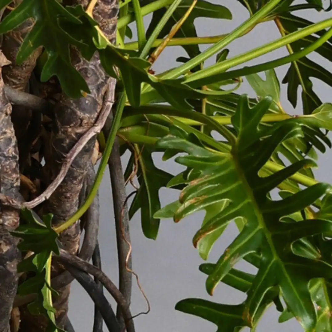 ボンバックス – 樹利丸 園芸店