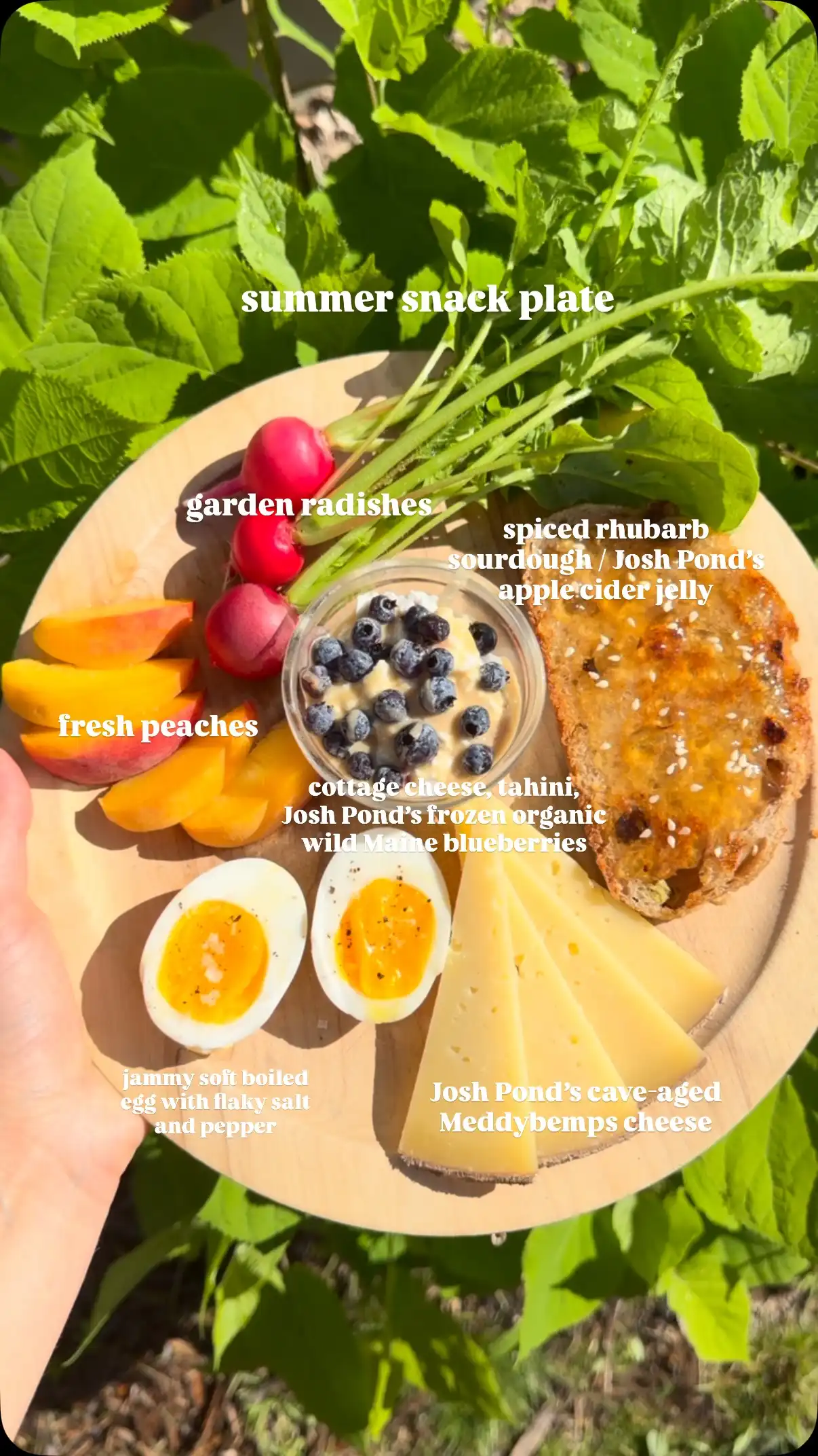 Organic Wild Blueberry Jelly – Josh Pond