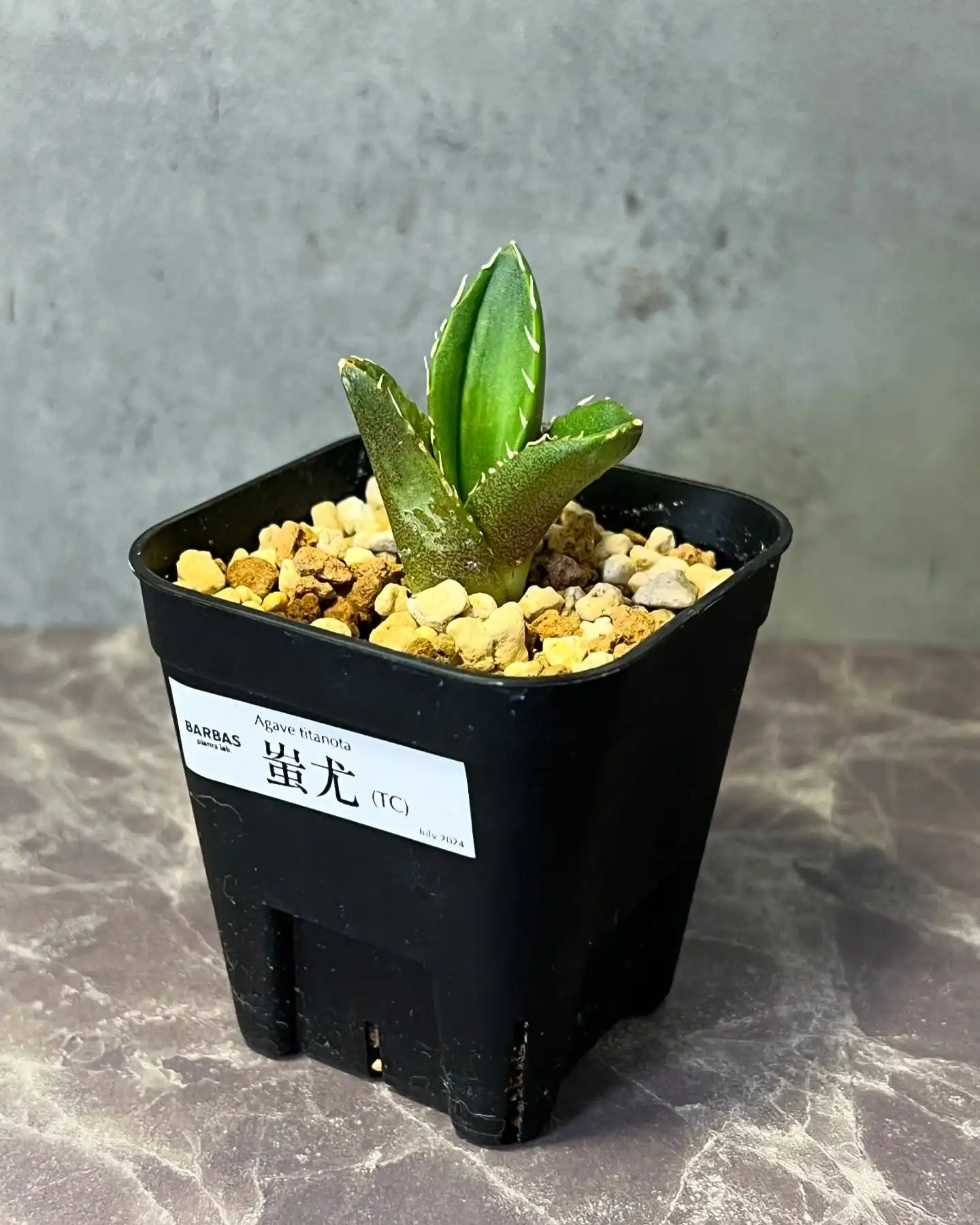 アガベ専門店 BARBAS Plants Lab.