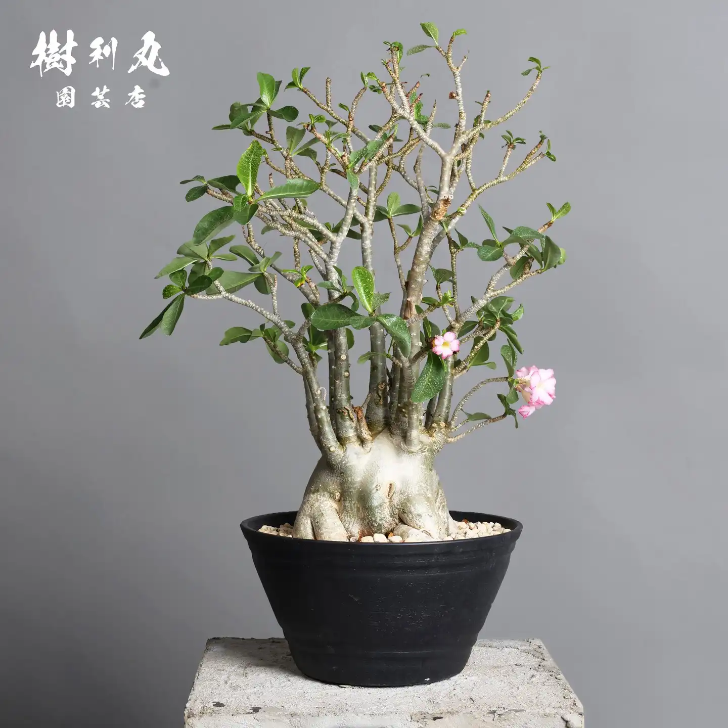 フェニックス・ロベレニー – 樹利丸 園芸店