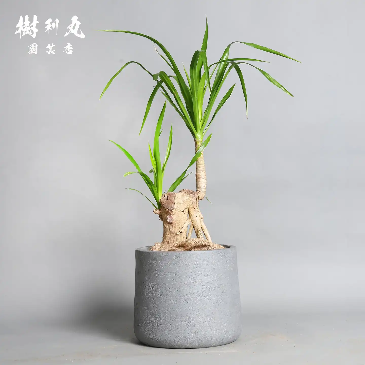 ボンバックス｜ 樹利丸 園芸店