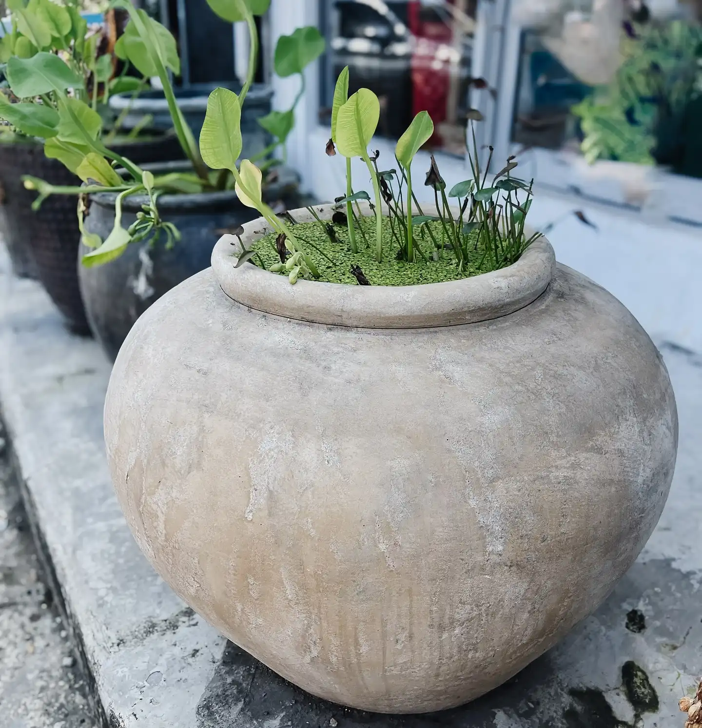 Greenery has been removed and this beautiful pot is now packed in my container. Not long now…