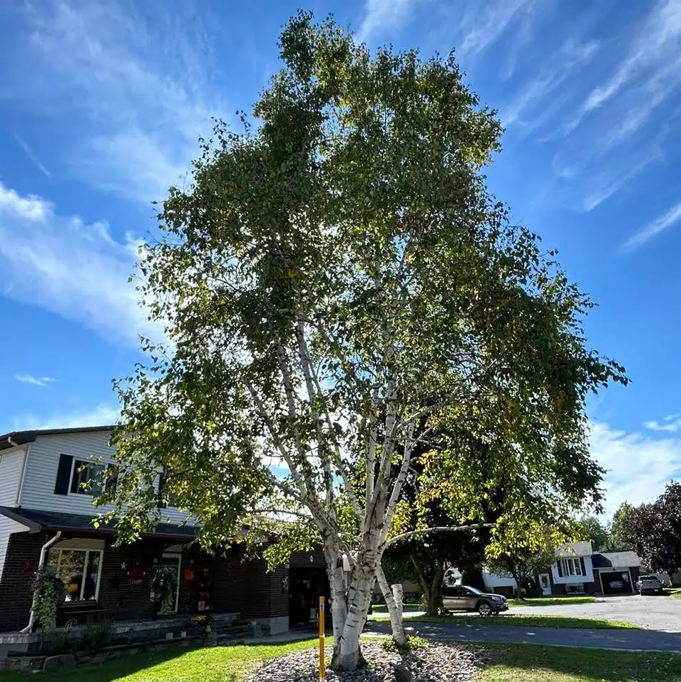 Jonathan Smith
ISA certified arborist ON-3201A
Cleanup of a multi stem birch with weight reduction, thinning,deadwood removal and structural pruning. Unfortunately, we did have to remove one stem that was more than 80% hollow. Not all trees are perfect. Most of them do carry imperfections and structural issues that can be dealt with or mitigated.
Call, text or email to book your free estimate today. We take extreme pride in the work we provide. If you have a dangerous or hazardous tree, it will be made a priority and booked immediately. Fully insured, family owned and operated.
• Tree Removals
• Tree Trimming & Pruning
• Tree Cabling (Cobra dynamic bracing system)
• Hedge Trimming and Removal
• Brush Chipping & Storm Clean up
• Emergency Storm Services
Ottawa & Surrounding Area • Stormont, Dundas and Glengarry • North Grenville & Surrounding Area • Drummond/North Elmsley Area
Email: AzerothTreeService@gmail.com
Phone: 613-805-8719
#localbusiness #familybusiness #arborist #smallbusiness #treecare #azerothtreeservice #treelife #lovewhatyoudo #northdundas #treeclimber #treeservice #stihlchainsaw #stihl #treeremoval #treecutting