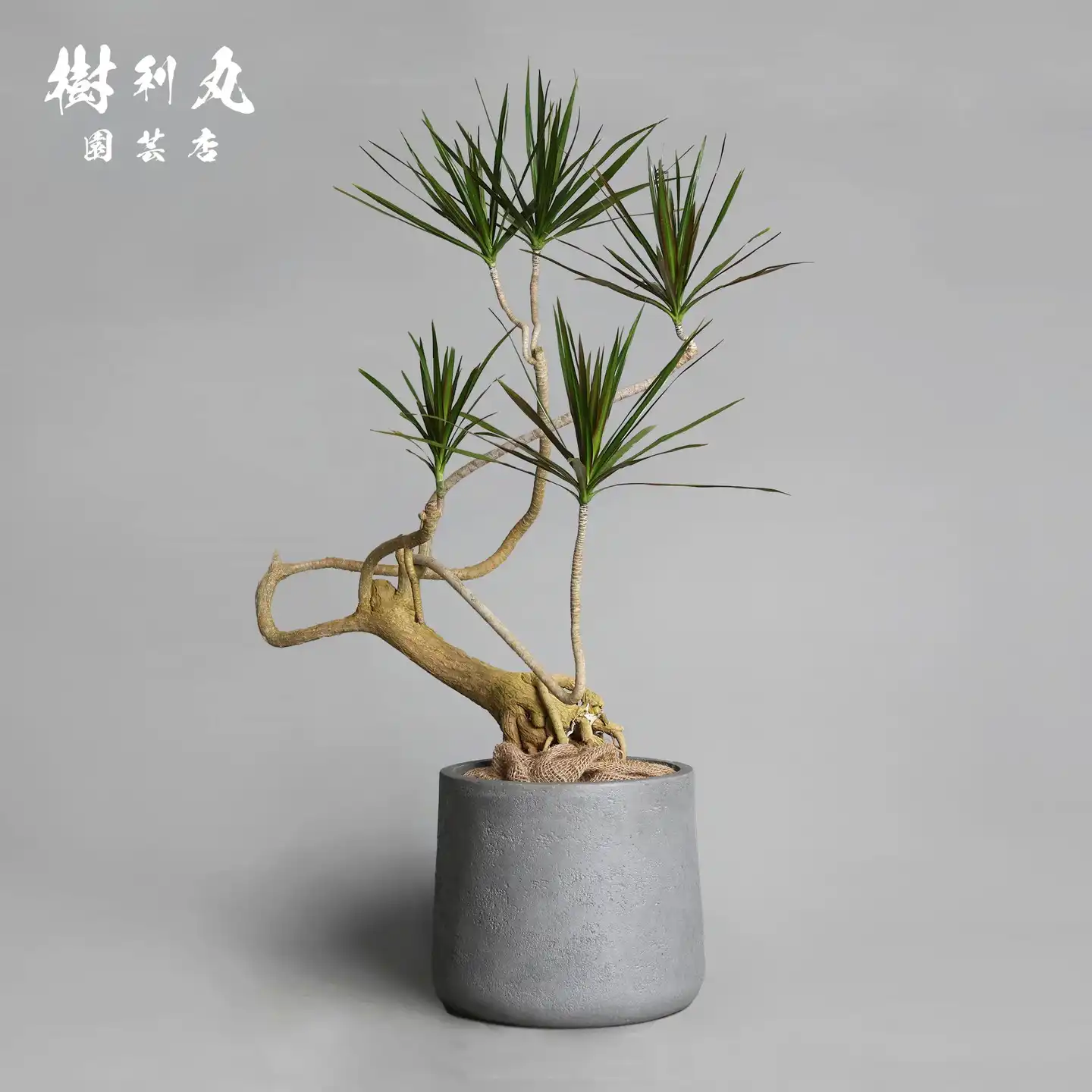 アガベ｜ 樹利丸 園芸店