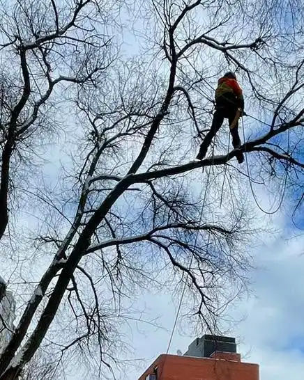 Jonathan Smith
ISA certified arborist ON-3201A
** WE ARE AVAILABLE 24/7 **
This was a great day using some of my favourite rigging techniques. A lot of evergreen trees are currently starting to ice load. Pines and spruce trees are at the greatest risk with over extended limbs, failing from the excessive weight. A lot of tree buds are starting to open and create more surface area for the ice to attach to which will heavily affect even some hardwood species.
Ontario is bracing for a long-duration ice storm this weekend, with freezing rain, heavy snow, and ice pellets. The Ice could last up to 24+ hours, creating dangerous conditions for trees, power lines, and roadways. We are priced to work and are extremely competitive.
Call, text or email to book your free estimate today. We take extreme pride in the work we provide. If you have a dangerous or hazardous tree, it will be made a priority and booked immediately. Fully insured, family owned and operated.
• Tree Removals
• Tree Trimming & Pruning
• Tree Cabling (Cobra dynamic bracing system)
• Hedge Trimming and Removal
• Brush Chipping & Storm Clean up
• Emergency Storm Services
Ottawa & Surrounding Area • Stormont, Dundas and Glengarry • North Grenville & Surrounding Area • Drummond/North Elmsley Area
Email: AzerothTreeService@gmail.com
Phone: 613-805-8719
#localbusiness #familybusiness #arborist #smallbusiness #treecare #azerothtreeservice #treelife #lovewhatyoudo #northdundas #treeclimber #treeservice #stihlchainsaw #stihl #treeremoval #treecutting