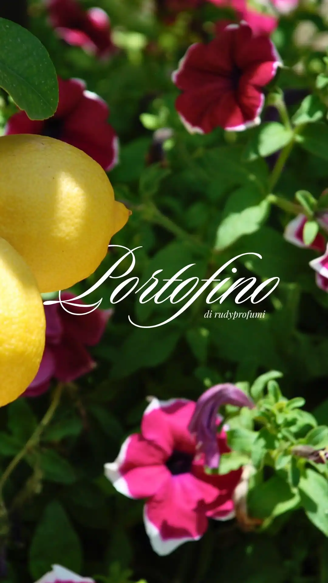 PORTOFINO – Rudy Profumi | Le Maioliche🌸

Un borgo sospeso tra mare e sogno, dove ogni scorcio profuma di bellezza.

Il blu profondo abbraccia le case dai colori vivaci, i riflessi danzano sull’acqua, i sensi si accendono.

Camminando lungo la piazzetta, tra barche e fiori che decorano i balconi, il tempo sembra fermarsi.
Portofino è luce, eleganza, armonia.

Un luogo che diventa ricordo e desiderio, un’essenza che resta sulla pelle come un abbraccio mediterraneo.

✨ Rivivi la magia di Portofino attraverso la fragranza di Rudy.

#rudyprofumi #lemaioliche #portofino #profumodiviaggio #italianmood #fragranzaitaliana #italianbeauty #viaggiosensoriale #rudyexperience