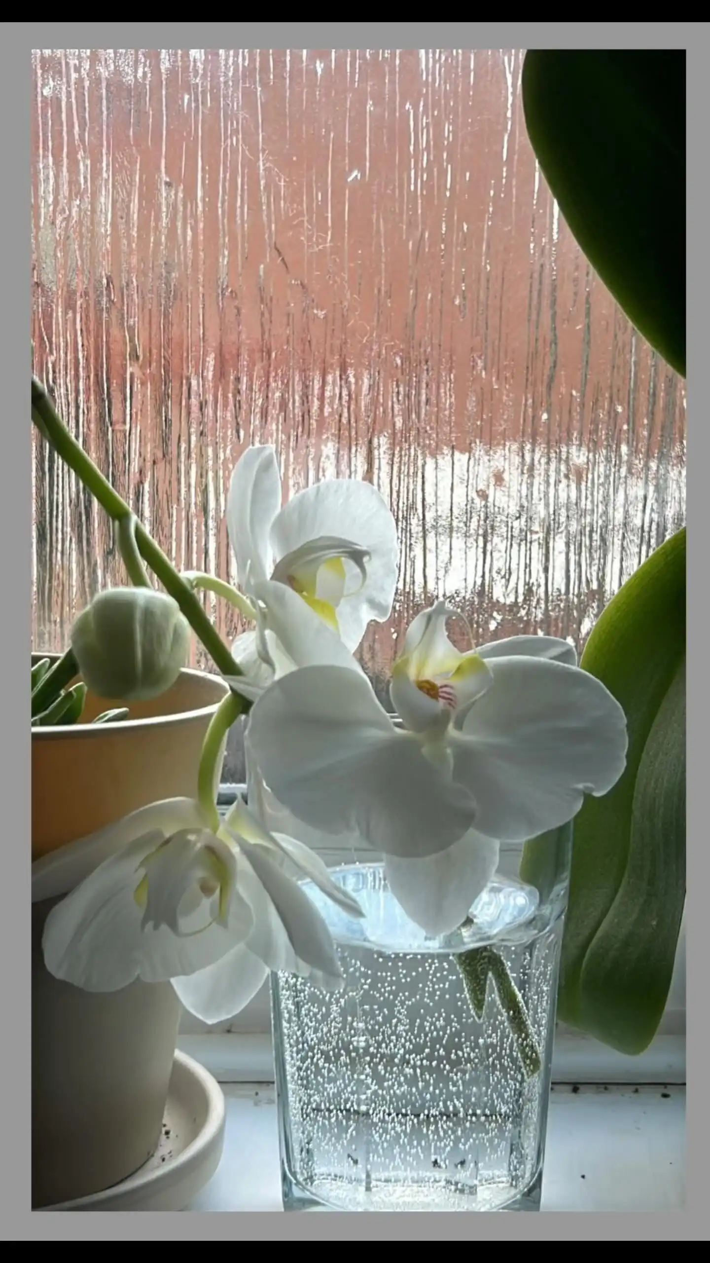 Some years ago, someone gifted me a white orchid,  full of flowers. When the blooms fell and we moved house, I kept her leaves green, but I thought I’d never see her flower again.
Last year we moved again, and I found a perfect spot for her on the bathroom window. It reminded me of a home I once lived in, where another orchid thrived in the same soft light. It felt special.
Then in February, I noticed a green aten growing, with tiny bulbs! I was overjoyed. But the stem grew down instead of up, and instead of leaving as she was growing I tried to put ‘it right’ and of course, what the hell is right, I broke it… I cried. I apologised. I placed the broken piece in a glass of water, and still  she bloomed. But I was feeling guilty of breaking it, but still  Slowly. Beautifully.
And just the other day, I saw a that from the broken stem a new stem has over grow and today, the first flower opened 🌸
A small miracle. In these tender times, it reminded me, rebirth happens. Life returns, in her own rhythm.  Happy Soltice! 
#hope #careworks #orchidmagic #sacredrhythms #griefandgrowth #healingjourney #bloomagain #transformation #transformacion #renacimiento