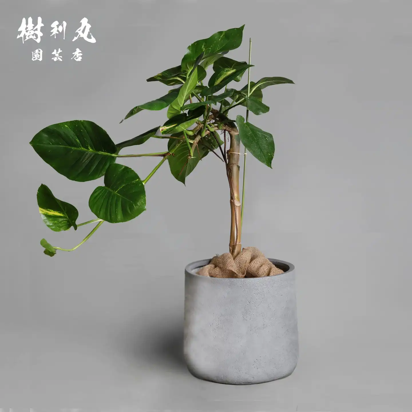 植物すごい！レモンでかい！八丈島産業祭に行ってきました｜ 樹利丸 園芸店