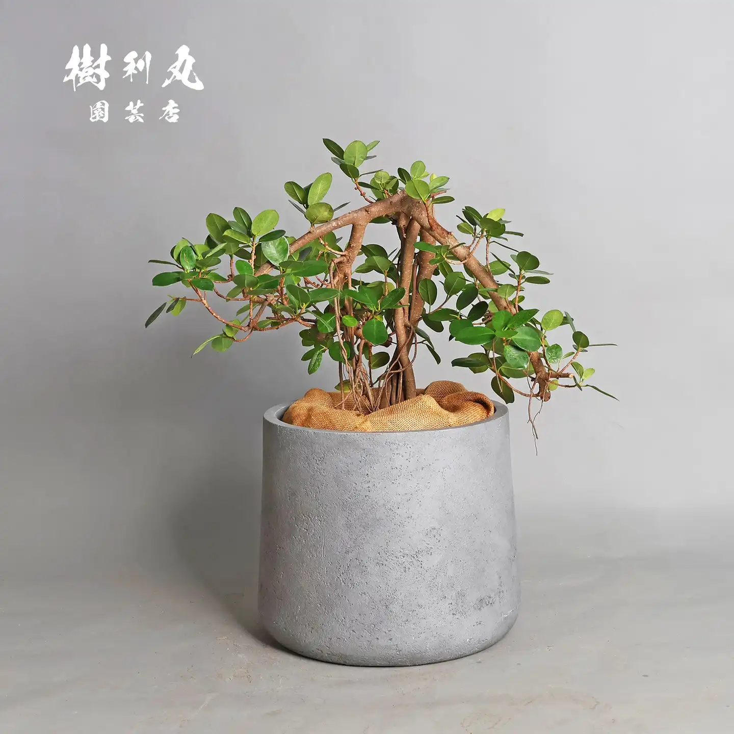 ボンバックス – 樹利丸 園芸店