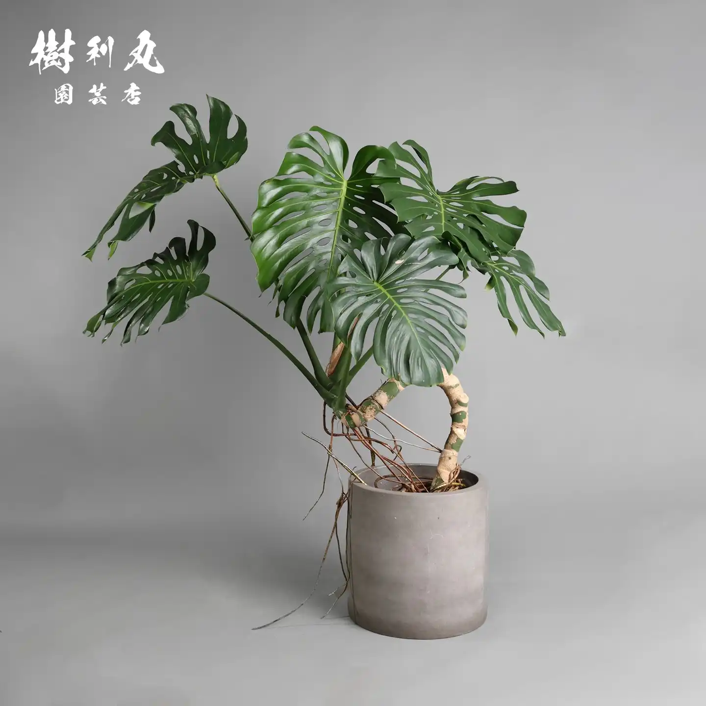 大型パキラとモンステラ2つ モンステラ 大型 | 観葉植物通販HitoHana(ひとはな)