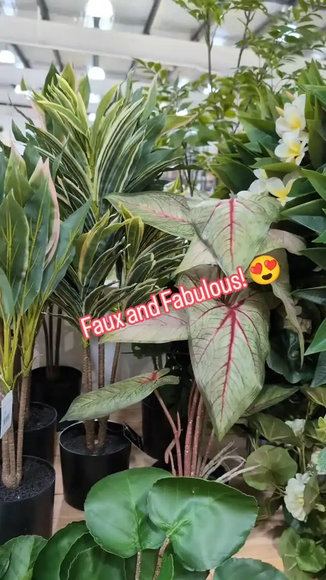 ✅ OPEN MON - SAT 9-5
✅ 131 KING ST. WARRAWONG.NSW
📞 02 42442581
🌐 https://selfless.com.au/
🇦🇺 Illawarra family owned business 15years+
💲 Awesome Value!

 #fauxplants #foreverblooms #everlastingflowers #selflessoutlet #warrawong  #discountfurniture
#illawarrafurniture #homewares #warrawong